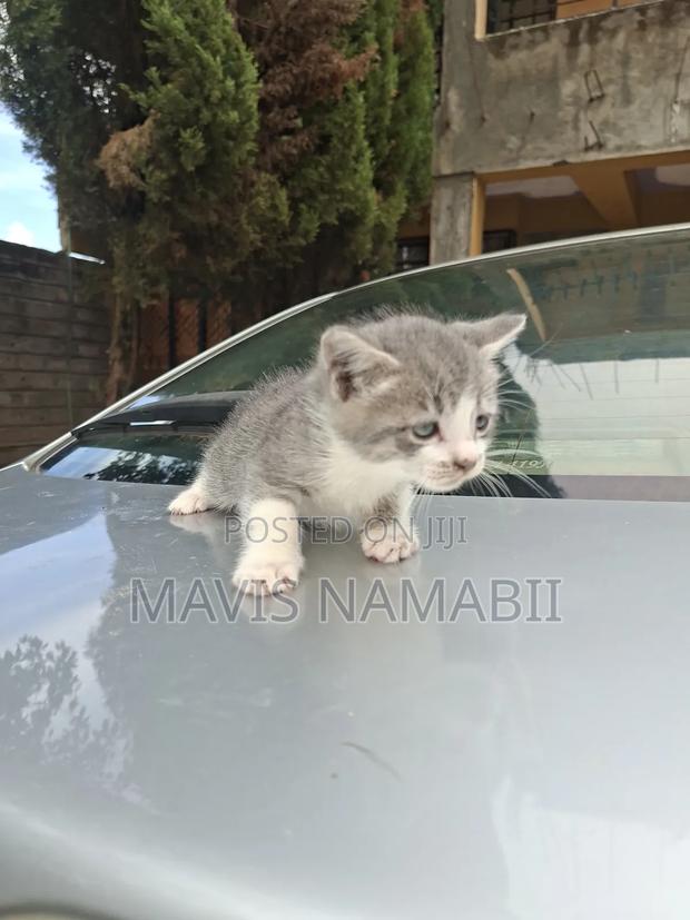 1-3 months Female Mixed Breed American Shorthair - thumbnail 9