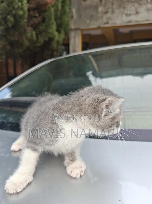 1-3 months Female Mixed Breed American Shorthair - thumbnail 10