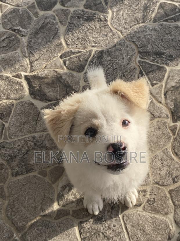 1-3 months Female Mixed Breed Japanese Spitz - thumbnail 4