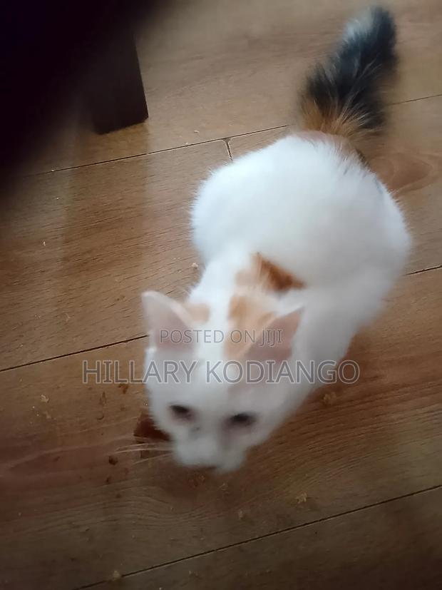 3-6 months Female Mixed Breed Cat - main view