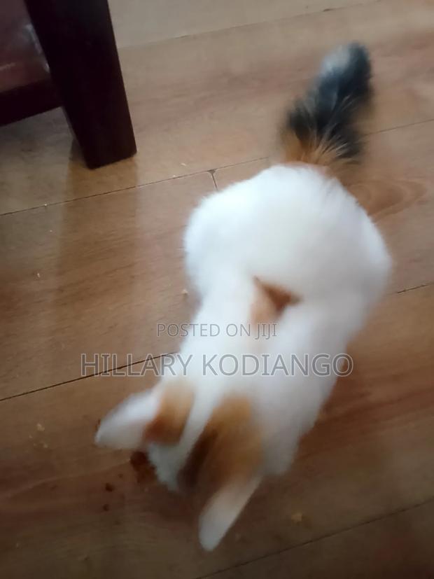 3-6 months Female Mixed Breed Cat - thumbnail 3