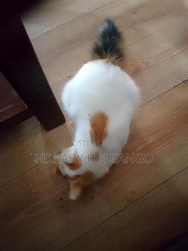 3-6 months Female Mixed Breed Cat - thumbnail 4