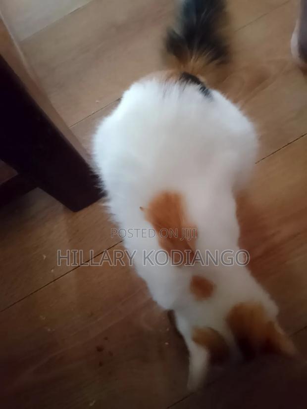 3-6 months Female Mixed Breed Cat - thumbnail 5