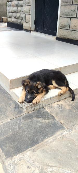3-6 months Female Purebred German Shepherd - thumbnail 2