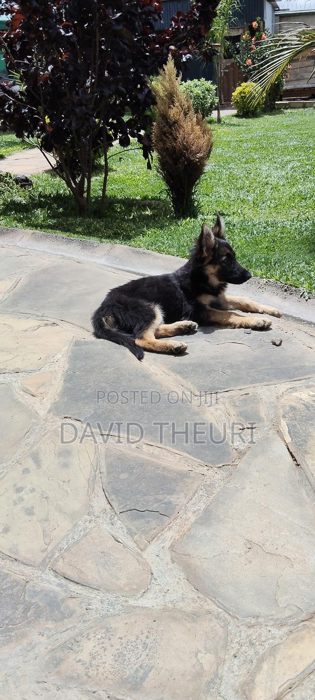 3-6 months Female Purebred German Shepherd - thumbnail 3