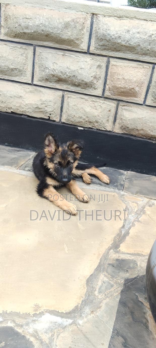 3-6 months Female Purebred German Shepherd - thumbnail 4