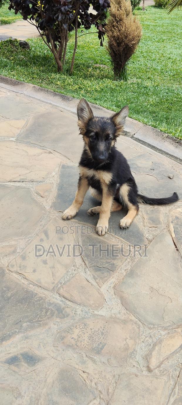 3-6 months Female Purebred German Shepherd - thumbnail 5