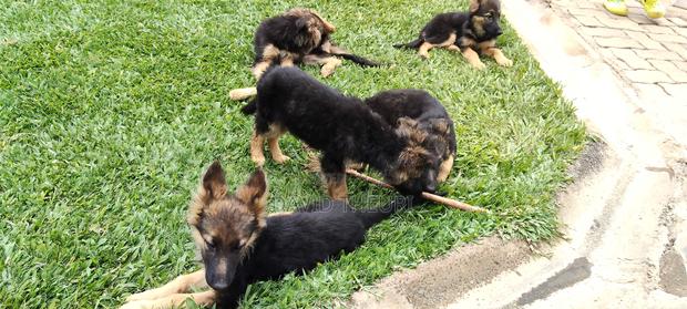 3-6 months Female Purebred German Shepherd - thumbnail 6