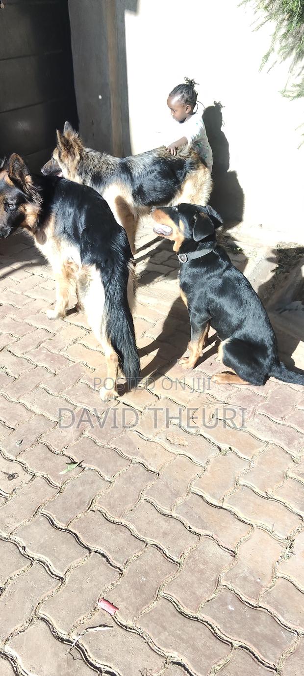 3-6 months Female Purebred German Shepherd - thumbnail 7