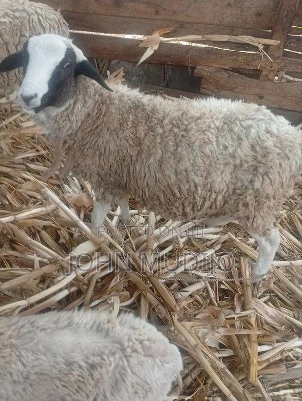Dorper Sheep
