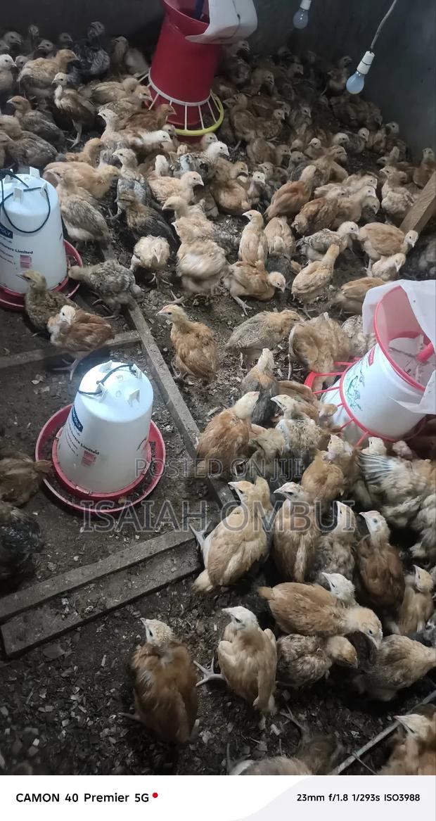 One Month Old Improved Kienyeji Chicks(Kenbro) - main view