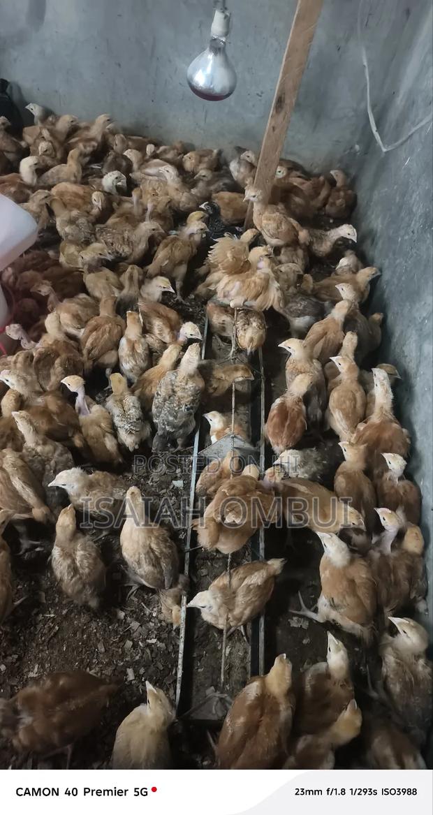 One Month Old Improved Kienyeji Chicks(Kenbro) - thumbnail 3