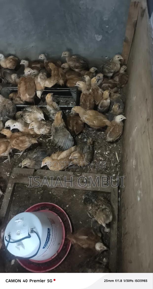 One Month Old Improved Kienyeji Chicks(Kenbro) - thumbnail 4