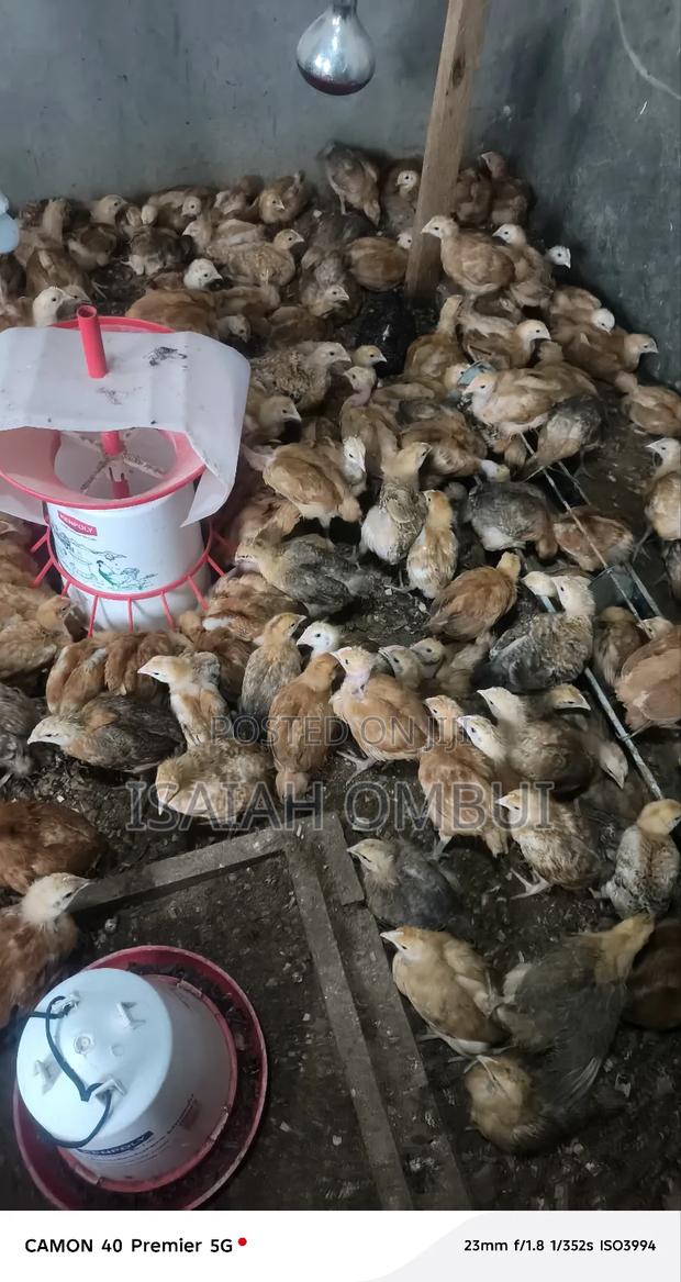 One Month Old Improved Kienyeji Chicks(Kenbro) - thumbnail 5
