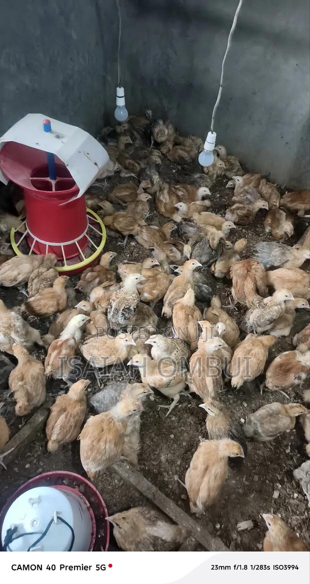 One Month Old Improved Kienyeji Chicks(Kenbro) - thumbnail 6