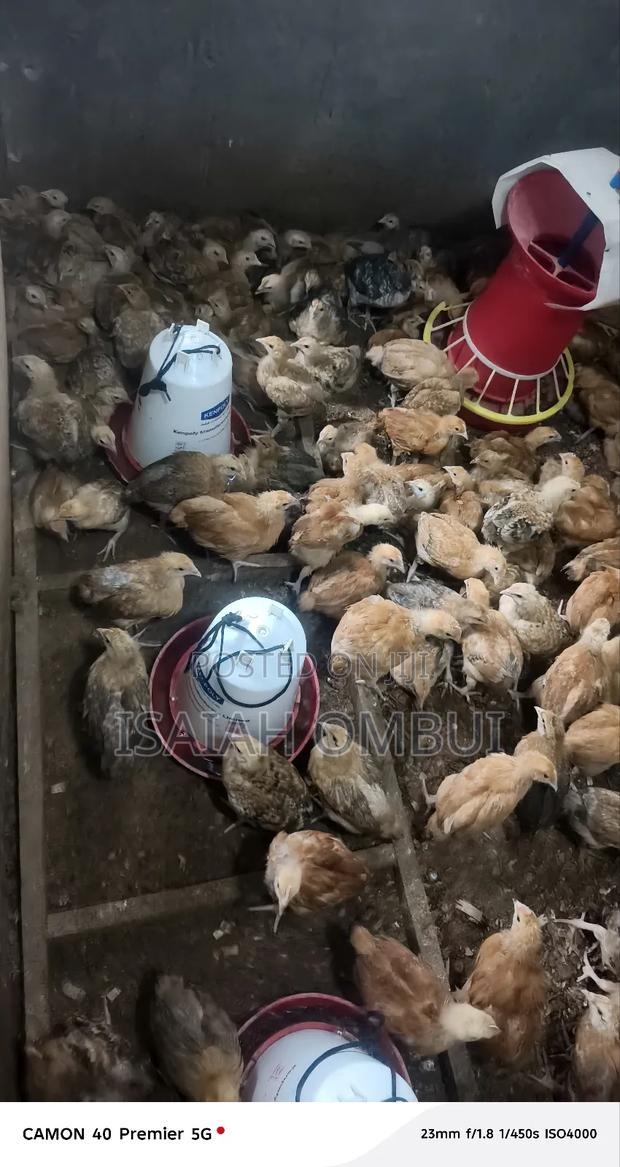 One Month Old Improved Kienyeji Chicks(Kenbro) - thumbnail 7