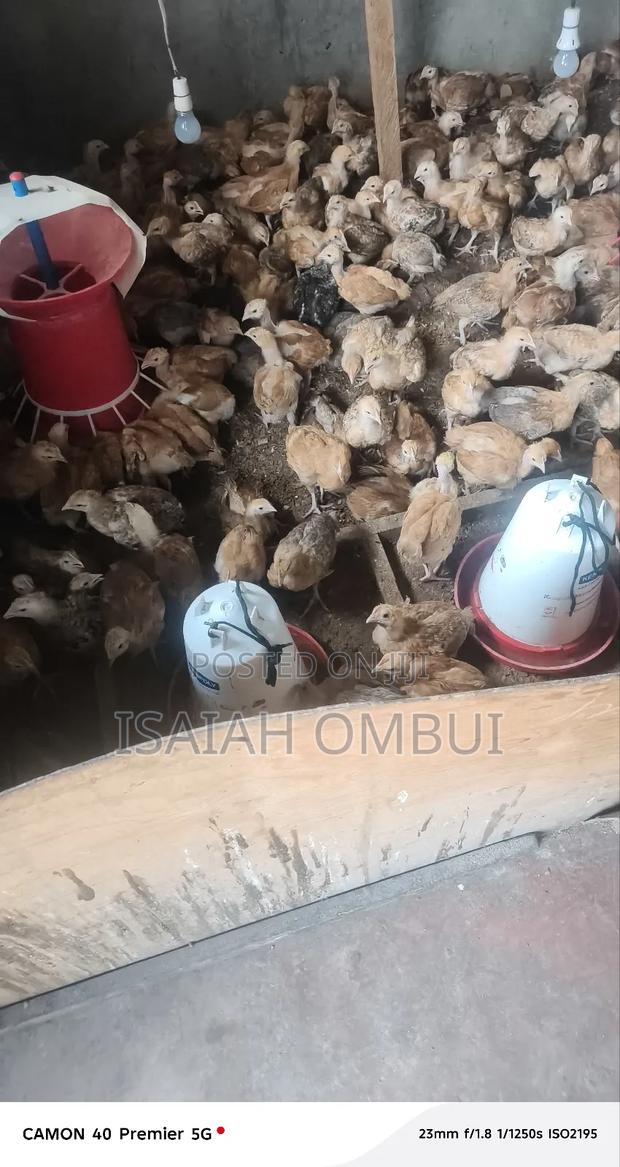 One Month Old Improved Kienyeji Chicks(Kenbro) - thumbnail 8