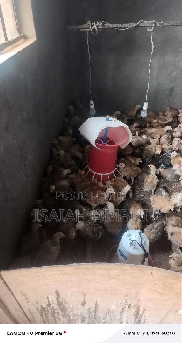 One Month Old Improved Kienyeji Chicks(Kenbro) - thumbnail 12