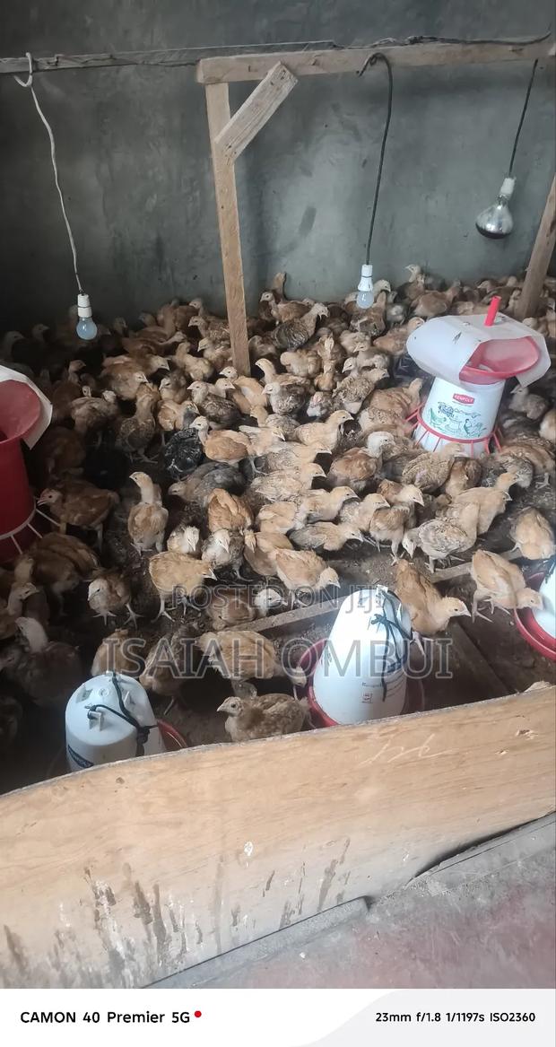 One Month Old Improved Kienyeji Chicks(Kenbro) - thumbnail 13