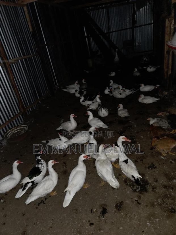 Ducks for Sale - main view