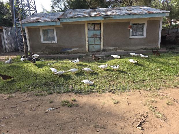 Ducks for Sale - thumbnail 2