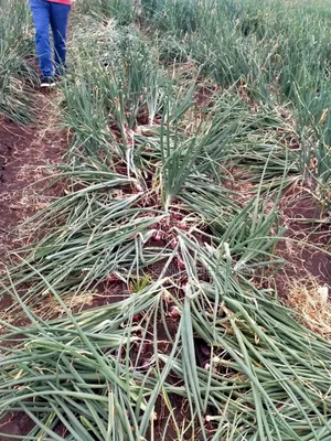Drip Irrigation
