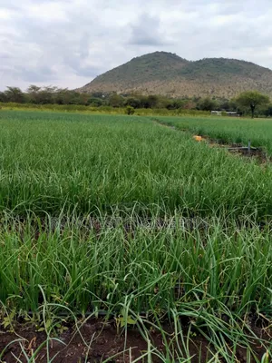 Drip Irrigation And Onion Growing Experience
