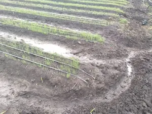Drip Irrigation And Onion Growing Experience