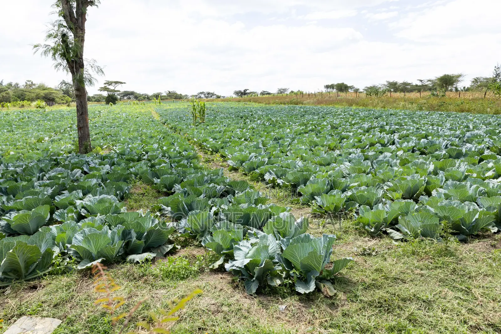 1/8th Acre Plots in Nanyuki in Burguret Area- 600m From Highway