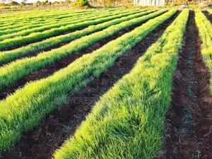 Open Irrigation System
