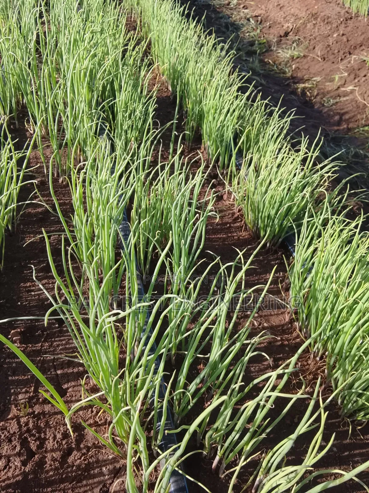 Open Irrigation System