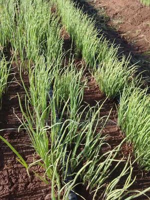 Open Irrigation System