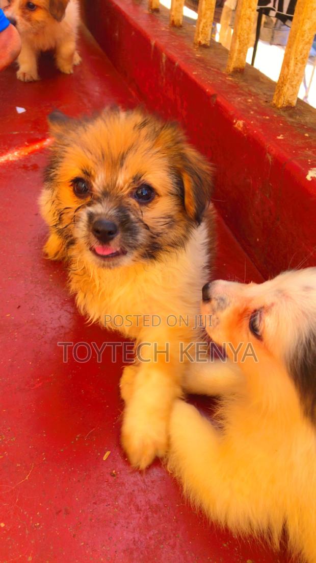1-3 months Female Purebred Japanese Spitz