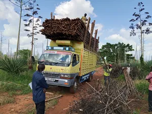 Sisal Poles Sales, Suppliers and Delivery Services Country Wide.
