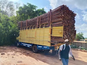 Quality Sisal Poles Suppliers and Delivery Services.