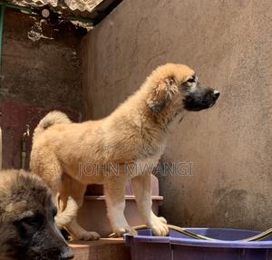 1-3 months Female Purebred Caucasian Shepherd - thumbnail 2
