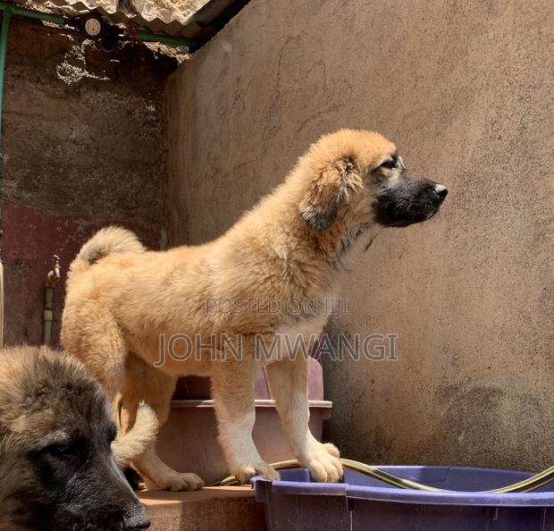 1-3 months Female Purebred Caucasian Shepherd - main view