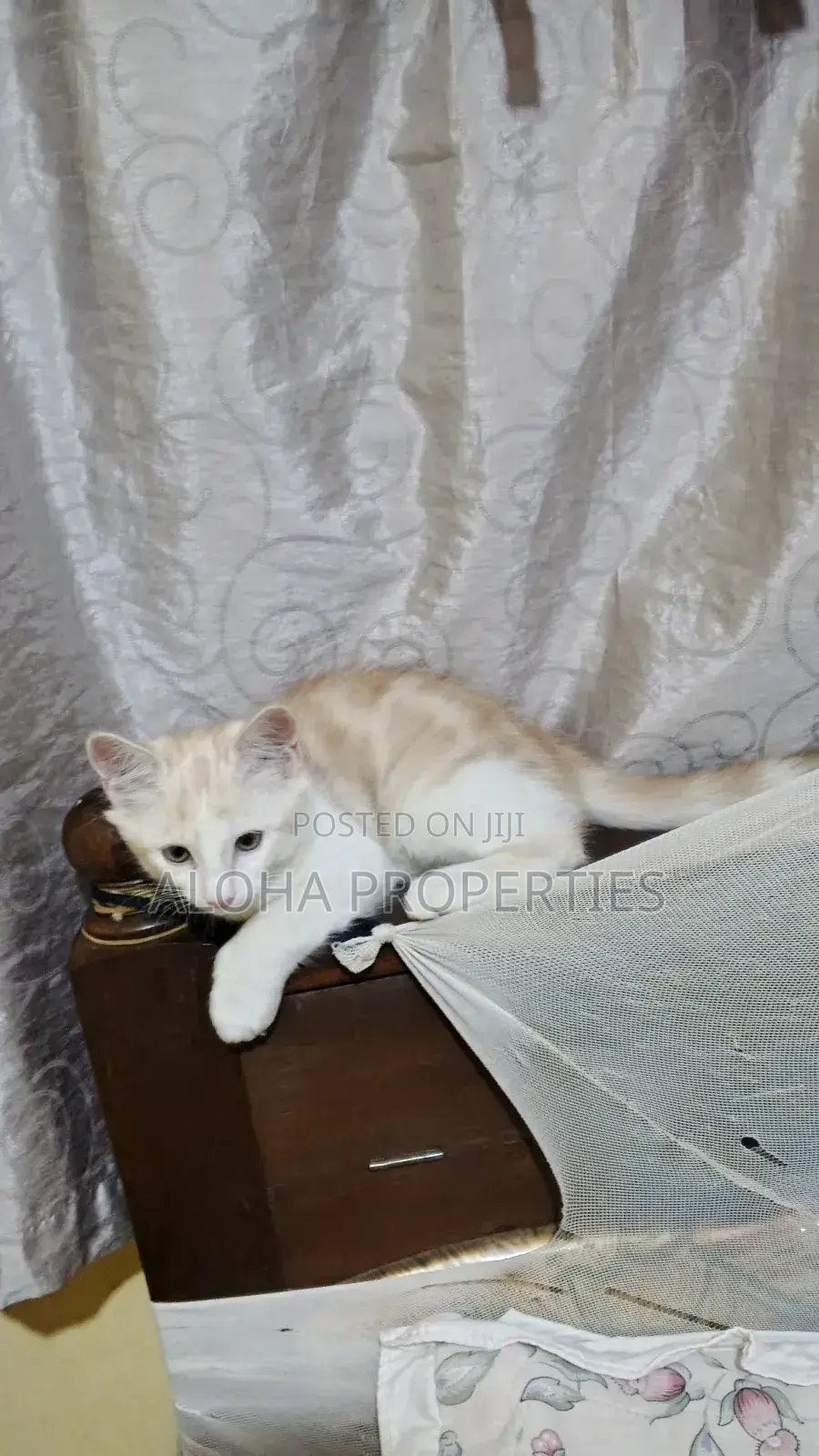1-3 months Female Mixed Breed American Shorthair
