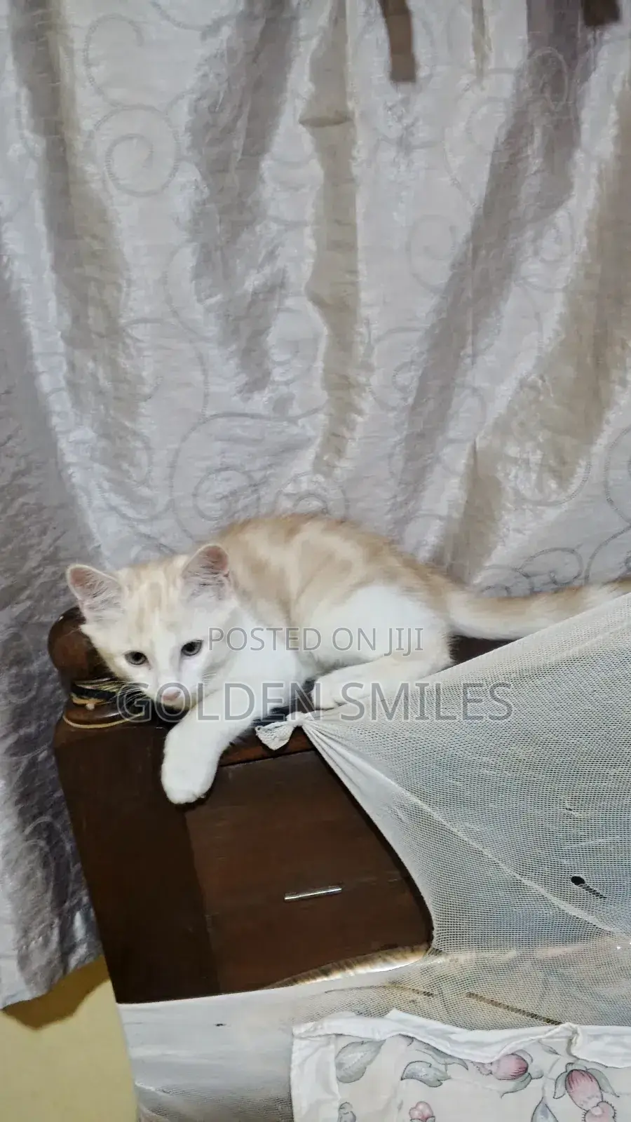 1-3 months Female Mixed Breed American Shorthair