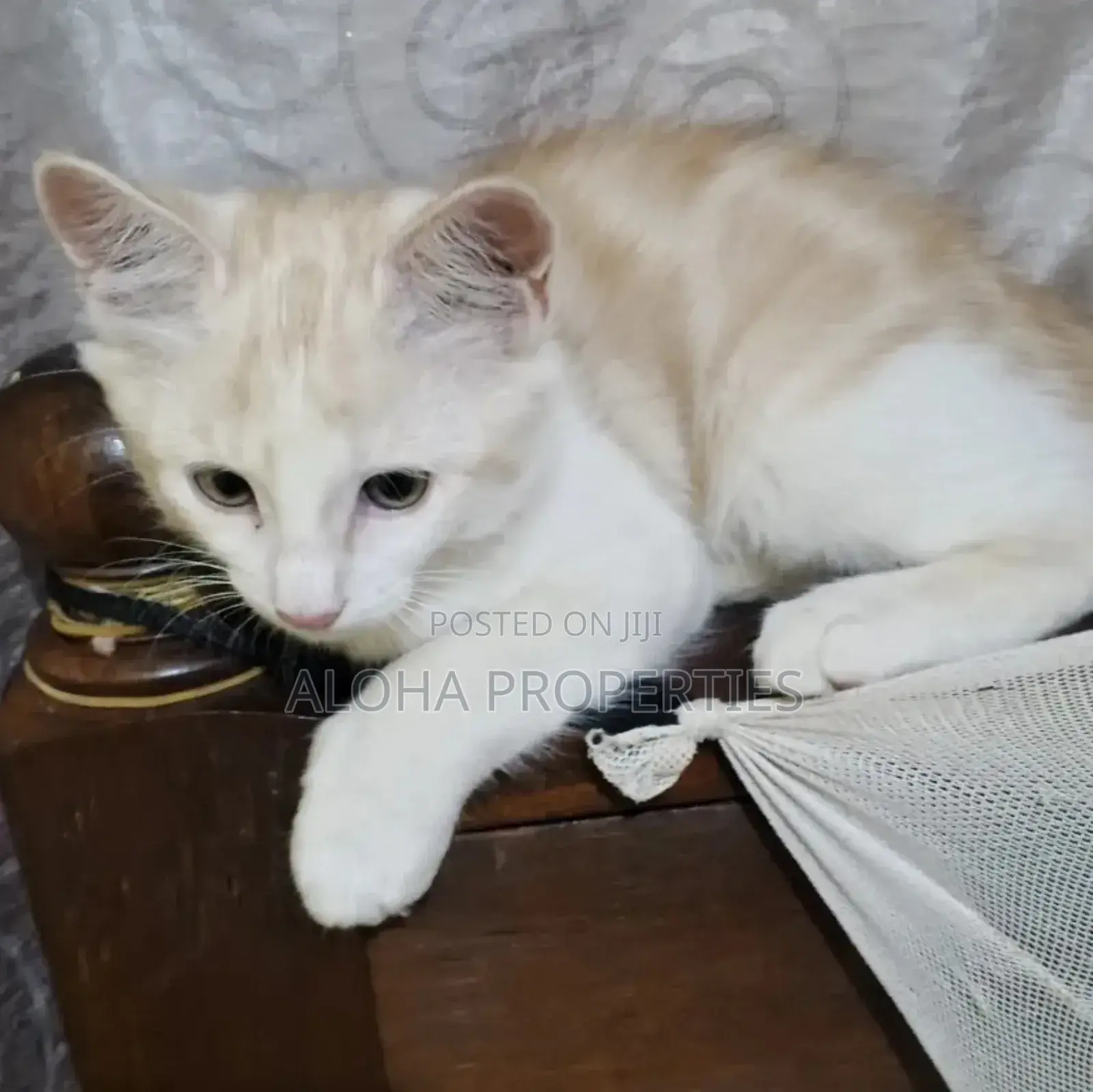 1-3 months Female Mixed Breed American Shorthair