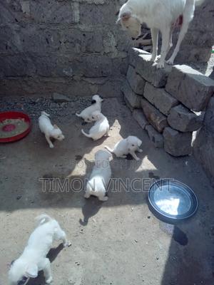 1-3 months Male Mixed Breed Maltese - thumbnail 2