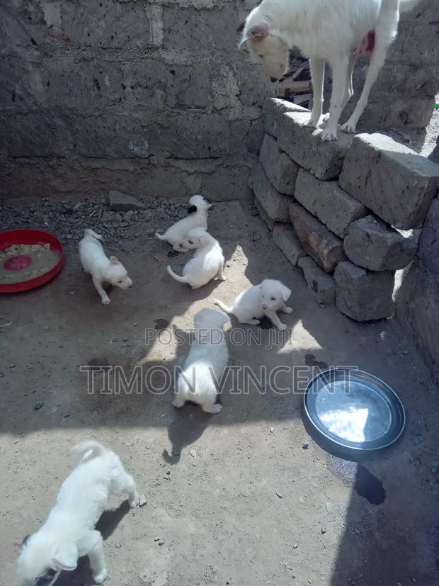 1-3 months Male Mixed Breed Maltese