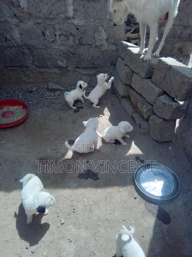 1-3 months Male Mixed Breed Maltese - thumbnail 3