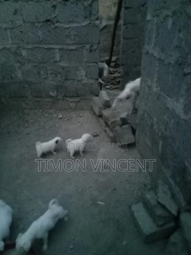 1-3 months Male Mixed Breed Maltese - thumbnail 4