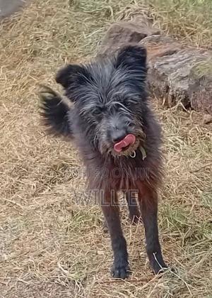 6-12 months Female Purebred Maltese - main view
