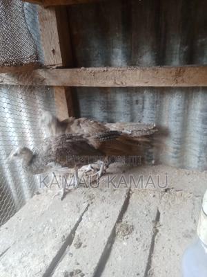 Peacock 3 Months Old - thumbnail 2