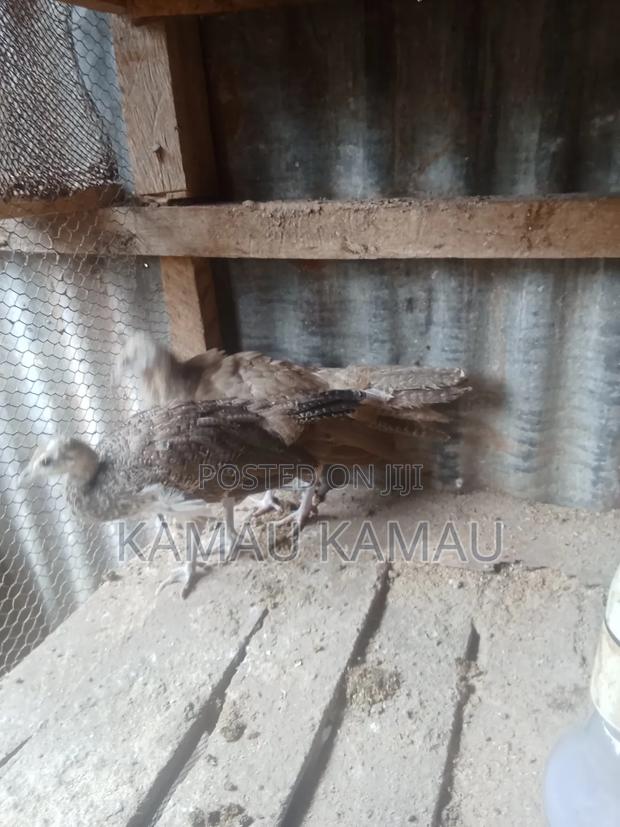 Peacock 3 Months Old - main view