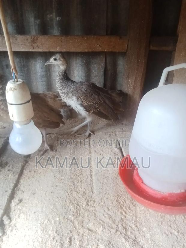 Peacock 3 Months Old - thumbnail 3