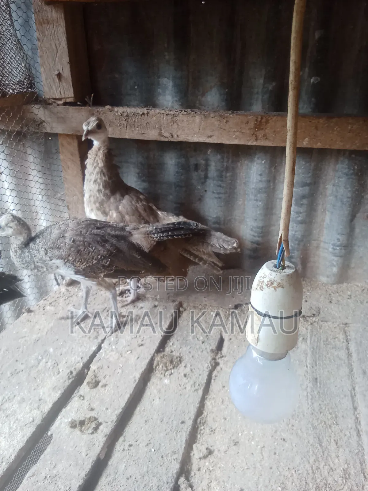 Peacock 4 Months Old