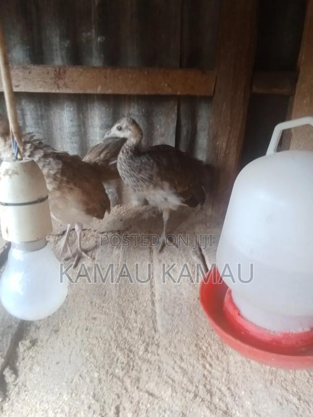 Peacock 3 Months Old - thumbnail 5